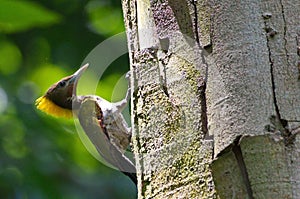 Greater yellow nape woodpecker bird