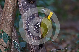 Greater yellow nape woodpecker bird