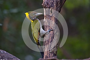 Greater yellow nape woodpecker bird