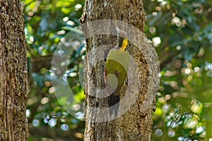 Greater yellow nape woodpecker bird