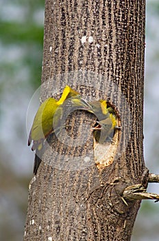 Greater yellow nape woodpecker bird