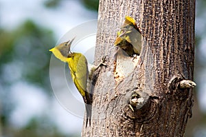 Greater yellow nape woodpecker bird