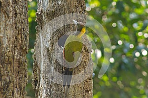 Greater yellow nape woodpecker bird