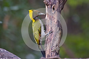 Greater yellow nape woodpecker bird