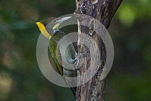 Greater yellow nape woodpecker bird