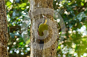 Greater yellow nape woodpecker bird