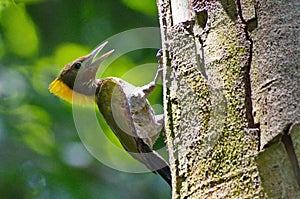 Greater yellow nape woodpecker bird