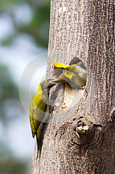Greater yellow nape woodpecker bird