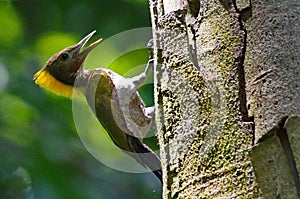 Greater yellow nape woodpecker bird photo