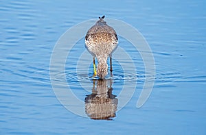 Greater yellowlegs