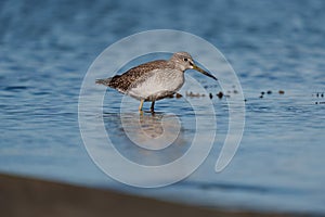 Greater Yellowlegs feeding at seaside