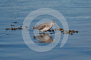 Greater Yellowlegs feeding at seaside