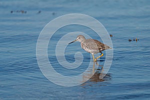 Greater Yellowlegs feeding at seaside