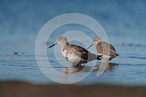 Greater Yellowlegs feeding at seaside