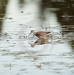 Greater Yellowlegs feeding at wetland swamp