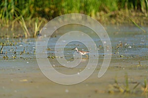 Greater Yellowlegs feeding at wetland swamp