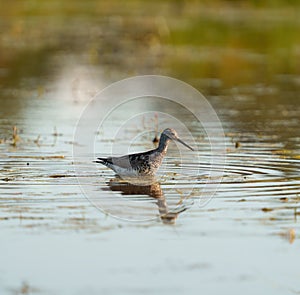 Greater Yellowlegs feeding at wetland swamp