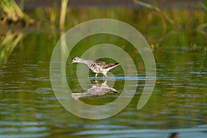 Greater Yellowlegs feeding at wetland swamp