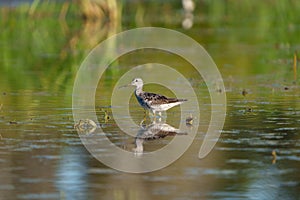 Greater Yellowlegs feeding at wetland swamp