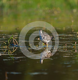 Greater Yellowlegs feeding at wetland swamp