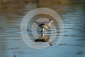 Greater Yellowlegs feeding at wetland swamp