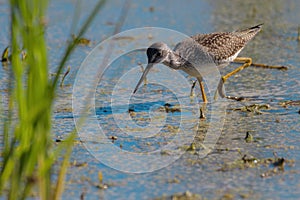 Greater Yellowlegs feeding at wetland swamp photo