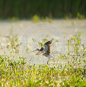 Greater Yellowlegs flying in marsh photo