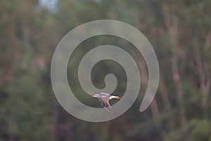 Greater Yellowlegs flying in marsh photo
