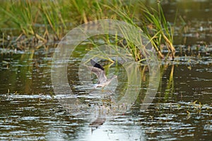 Greater Yellowlegs flying at wetland swamp