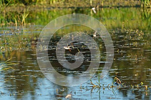 Greater Yellowlegs flying at wetland swamp