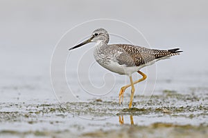 Greater Yellowlegs foraging in a shallow lagoon - Pinellas Count