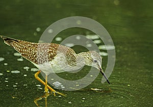 Greater Yellowlegs Looking For Food