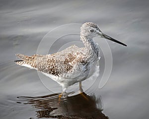 Greater Yellowlegs in the Mattapoisett River Estuary, Massachusetts