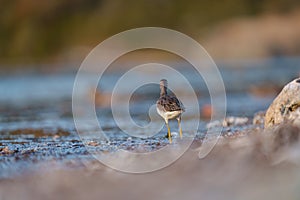 Greater Yellowlegs resting at seaside