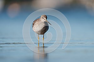 Greater Yellowlegs resting at seaside