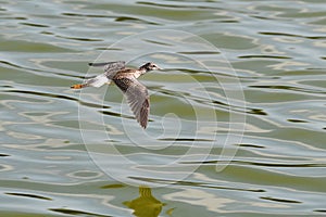 Greater Yellowlegs shorebird in flight