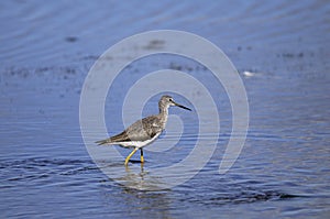 Greater yellowlegs, tringa melanoleuca