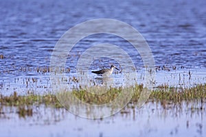 Greater Yellowlegs  822094 photo