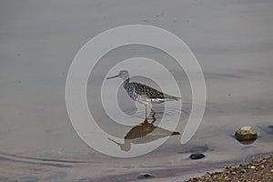 Greater Yellowlegs Tringa melanoleuca 3