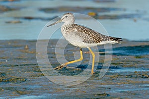 Greater Yellowlegs - Tringa melanoleuca