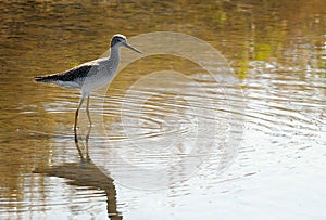 Greater Yellowlegs - Tringa melanoleuca