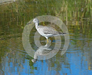 Greater Yellowlegs - Tringa melanoleuca