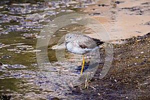 Greater Yellowlegs (Tringa melanoleuca) looking for food on the shallow and muddy water of Barker Dam, Joshua Tree National Park, photo