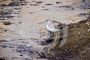 Greater Yellowlegs (Tringa melanoleuca) looking for food on the shallow and muddy water of Barker Dam, Joshua Tree National Park,