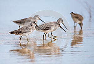 Greater Yellowlegs Tringa Melanoleuca on the pond. Cuba