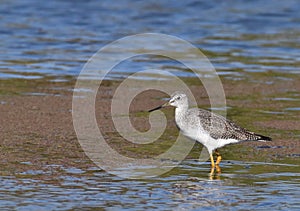 A greater yellowlegs wading in Watsonville Slough