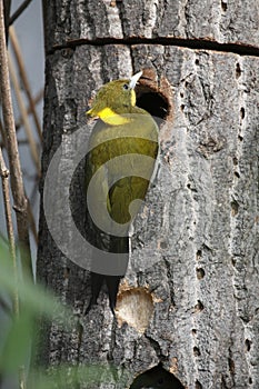 Greater yellownape