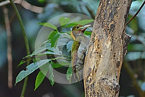 Greater yellownape Chrysophlegma flavinucha, perched on a tree log