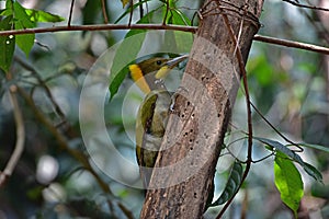 Greater yellownape Chrysophlegma flavinucha, perched on a tree log