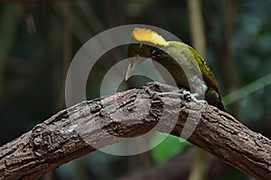 Greater yellownape Chrysophlegma flavinucha, perched on a tree log